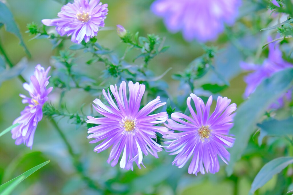 散歩の途中で。①