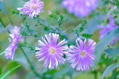 散歩の途中で。①