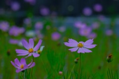 散歩の途中で。（５）