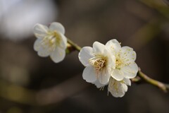白梅-２