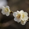 白梅-２