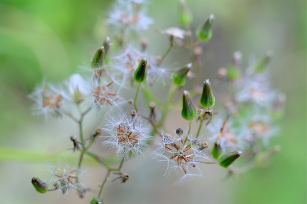 散歩の途中で。10