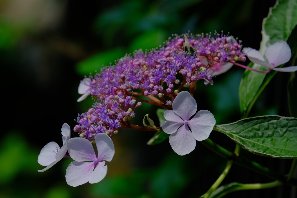 あじさい（２）