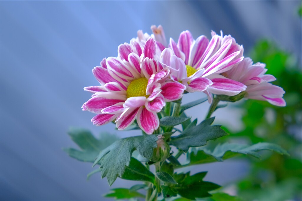 散歩の途中で。１