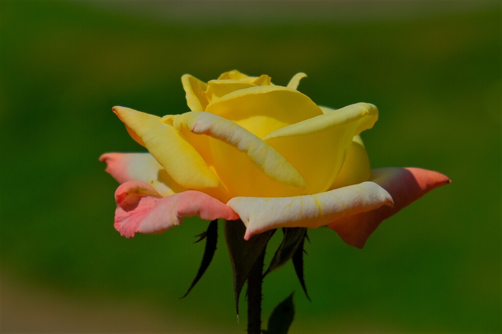 散歩の途中で。