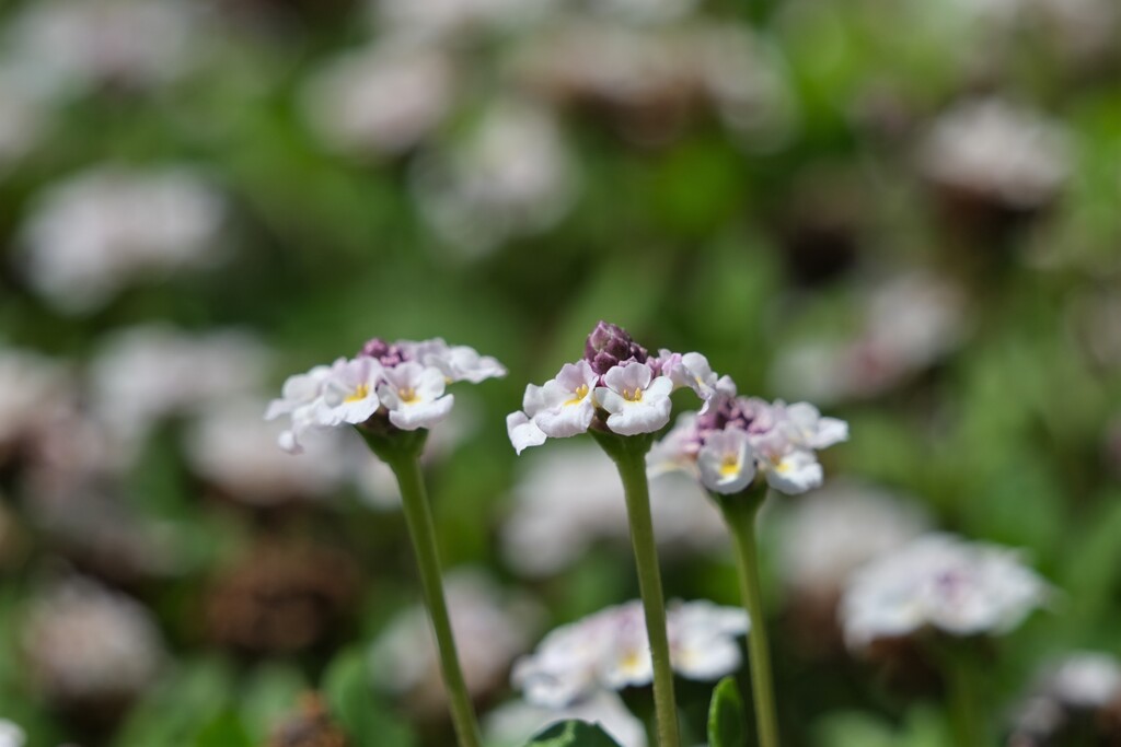 散歩の途中で。⑥
