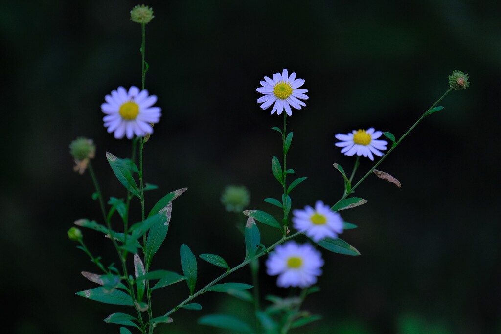 散歩の途中で。Ⅱ