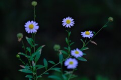 散歩の途中で。Ⅱ