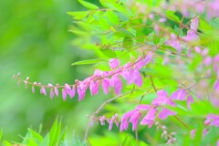 （２）散歩の途中で。-５