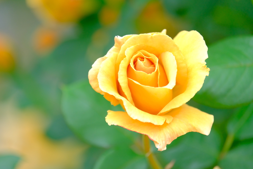 散歩の途中で。（４）