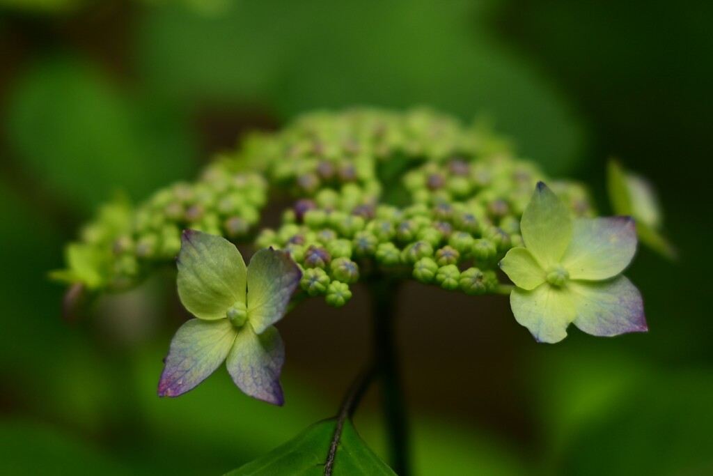 ヤマアジサイ
