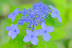 散歩の途中で。7