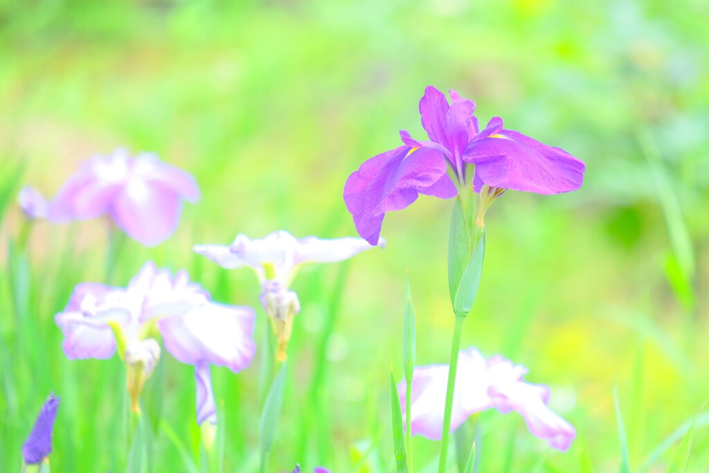 散歩の途中で。