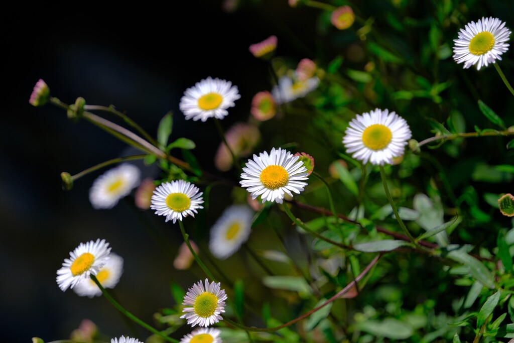 散歩の途中で。6