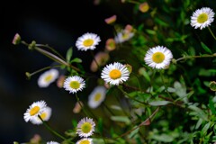 散歩の途中で。6