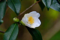椿