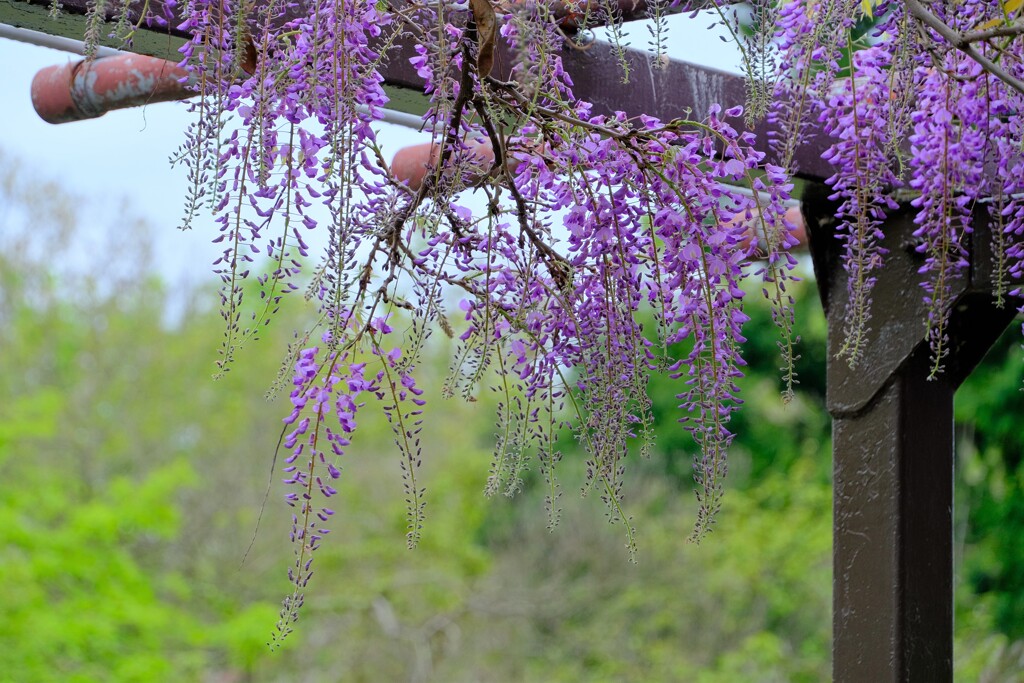 散歩の途中で。③