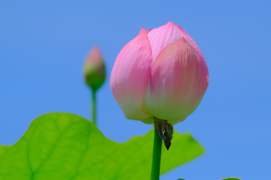 散歩の途中で。