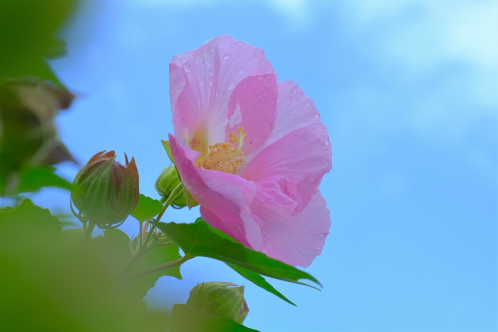 散歩の途中で。④