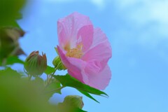 散歩の途中で。④