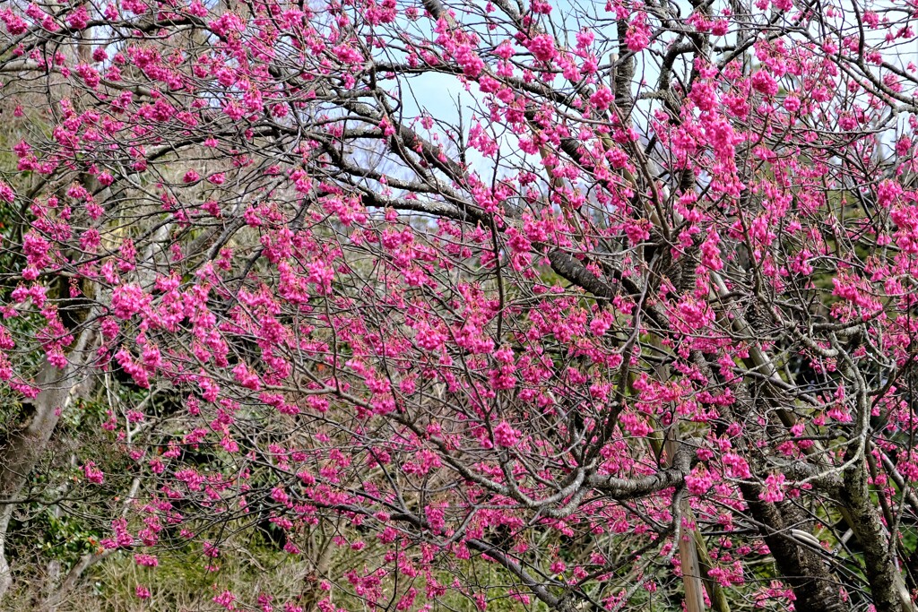 寒緋桜