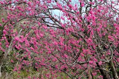 寒緋桜