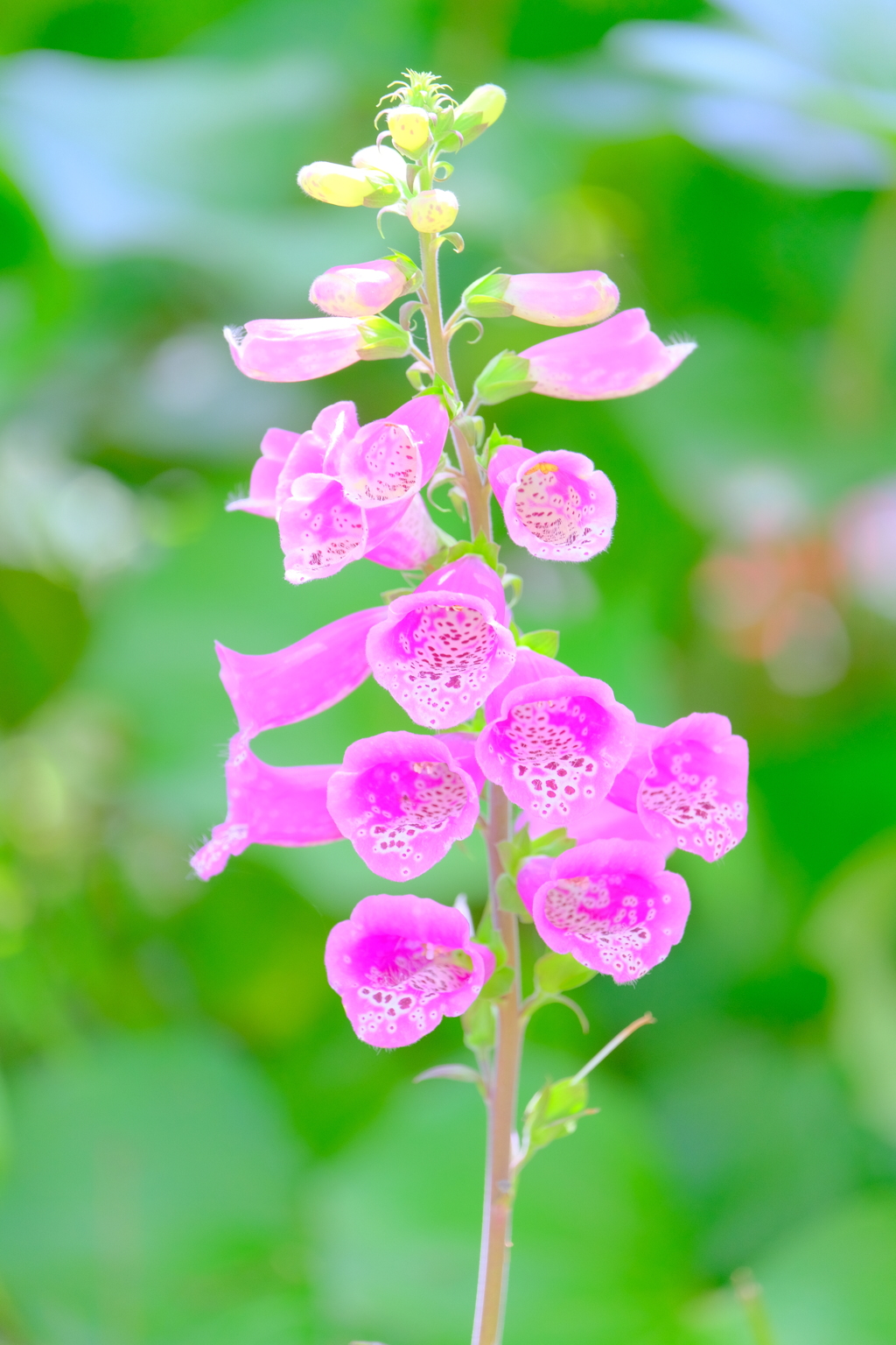 （４）散歩の途中で。10