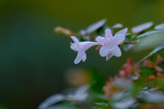 散歩の途中で。②