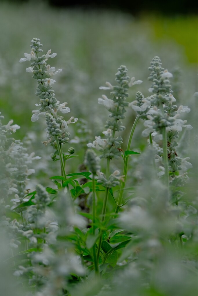 散歩の途中で。Ⅷ