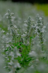 散歩の途中で。Ⅷ