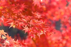 散歩の途中で、④