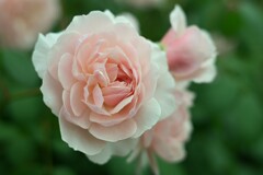 薔薇-3