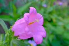 散歩の途中で。⑥