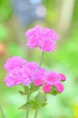 散歩の途中で。6