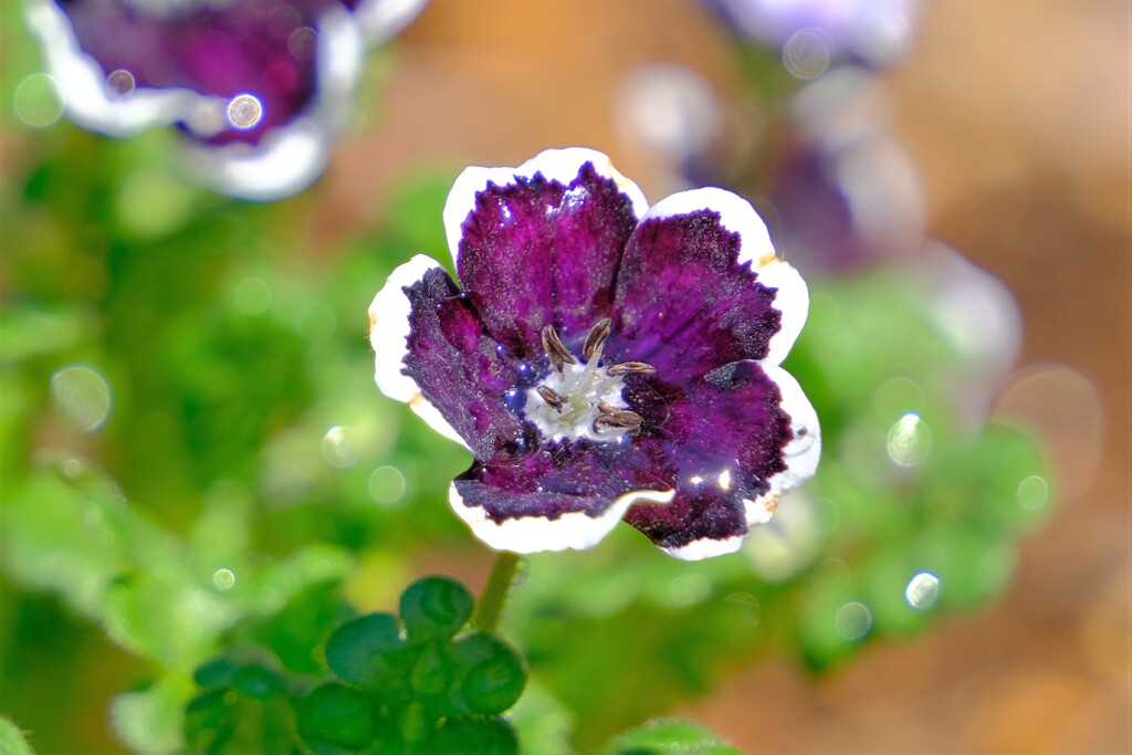 散歩の途中で。6