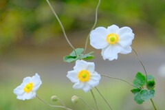 シュウメイギク