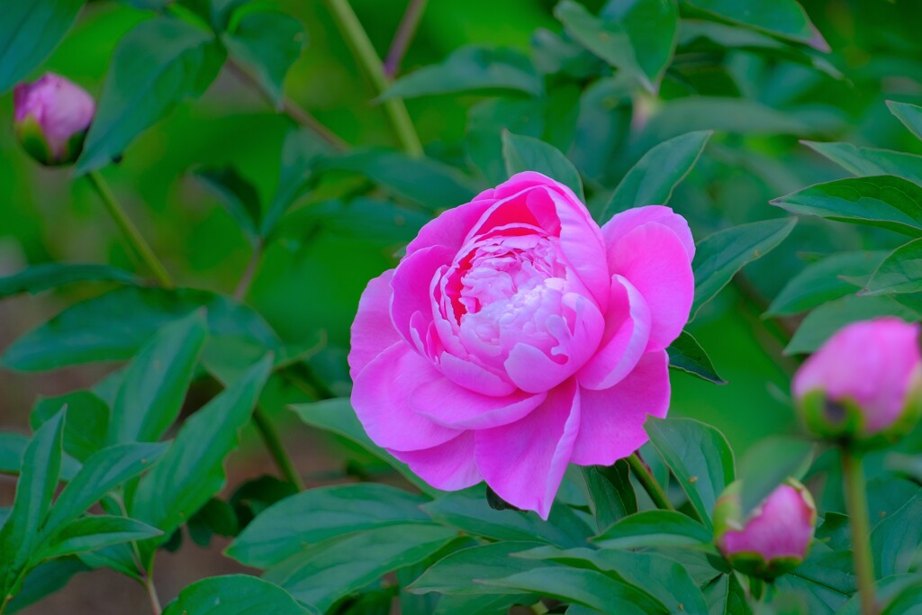 散歩の途中で。③