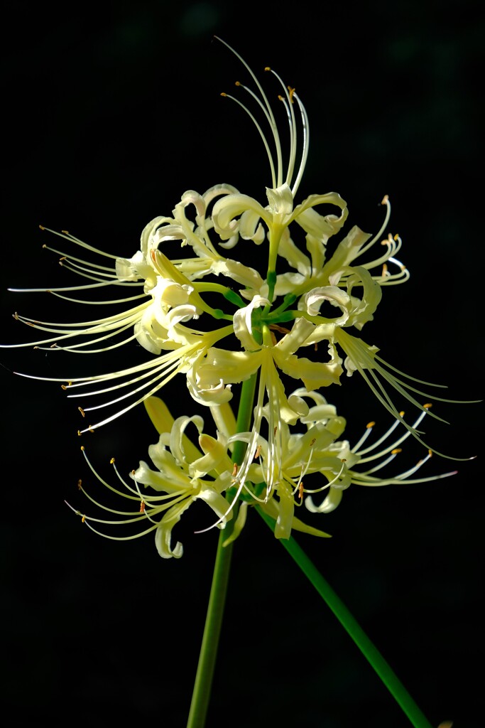 散歩の途中で。Ⅲ