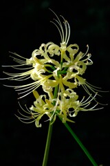 散歩の途中で。Ⅲ