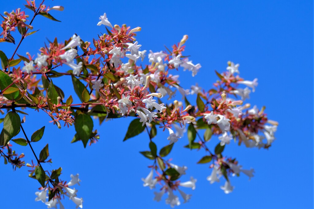 散歩の途中で。①