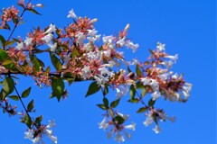 散歩の途中で。①