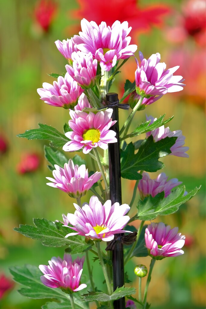 散歩の途中で。Ⅱ