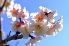 散歩の途中で。Ⅴ