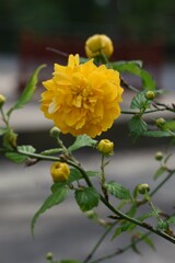 山吹