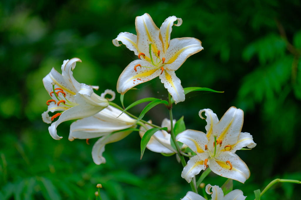 散歩の途中で。⑨