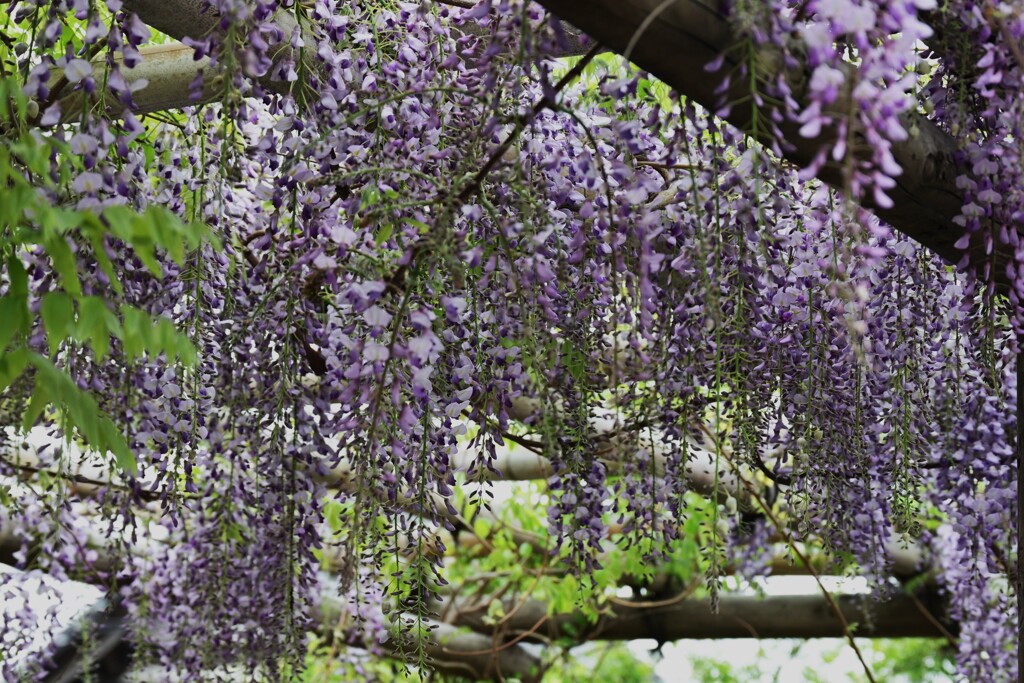 藤の花