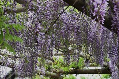 藤の花