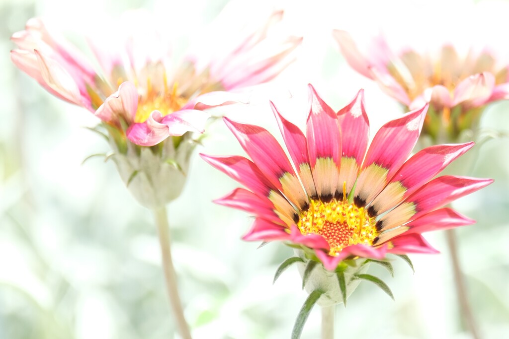 散歩の途中で。