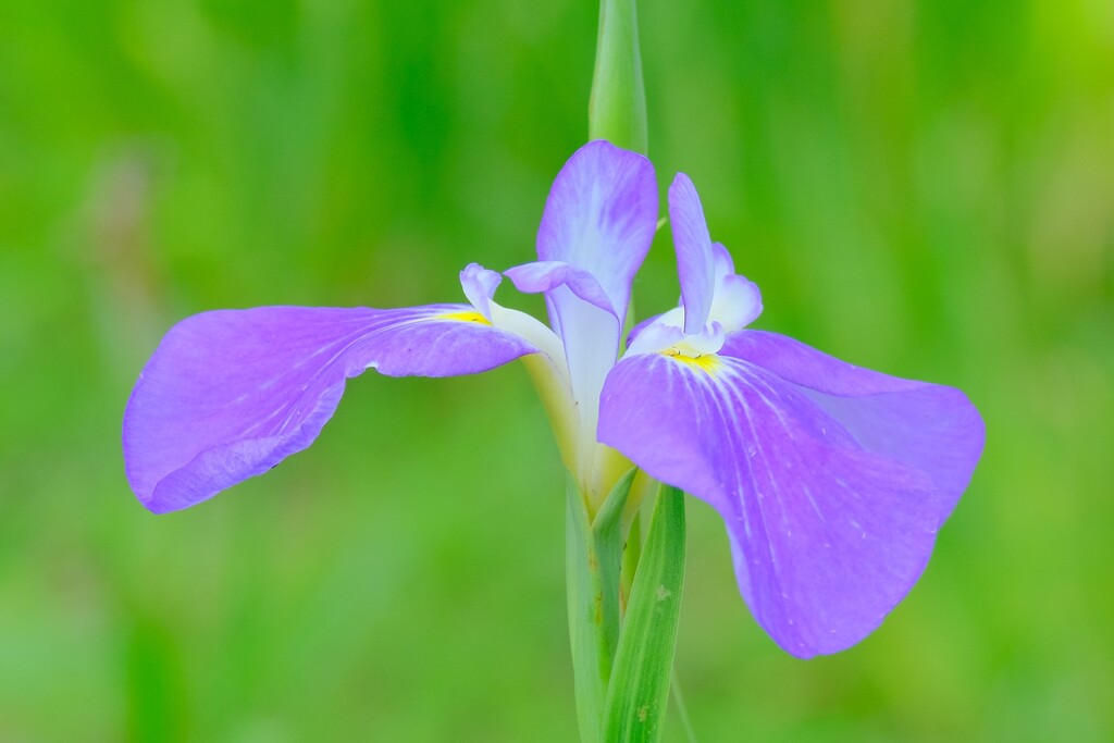 散歩の途中で。