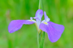 散歩の途中で。